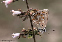 Image of <i>Polyommatus coridon</i>