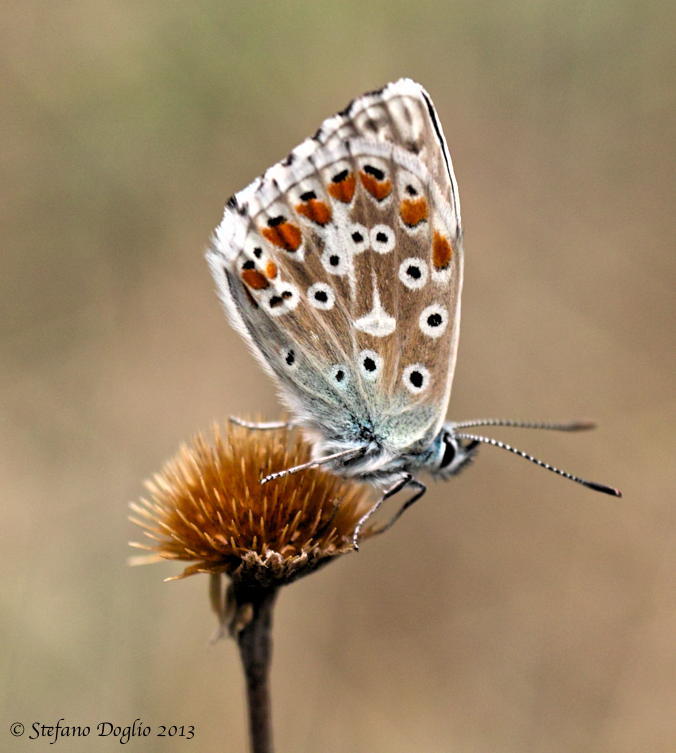 Image of <i>Polyommatus coridon</i>