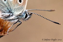 Image of <i>Polyommatus coridon</i>