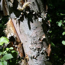 Image of <i>Betula turkestanica</i>