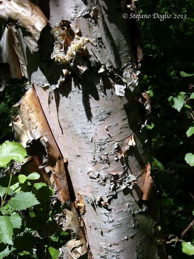 Image of <i>Betula turkestanica</i>