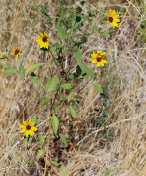 Image de tournesol