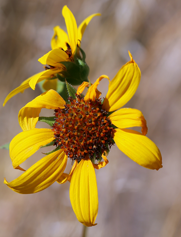 Image de tournesol