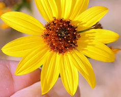 Image de tournesol