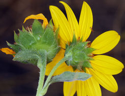 Image de tournesol