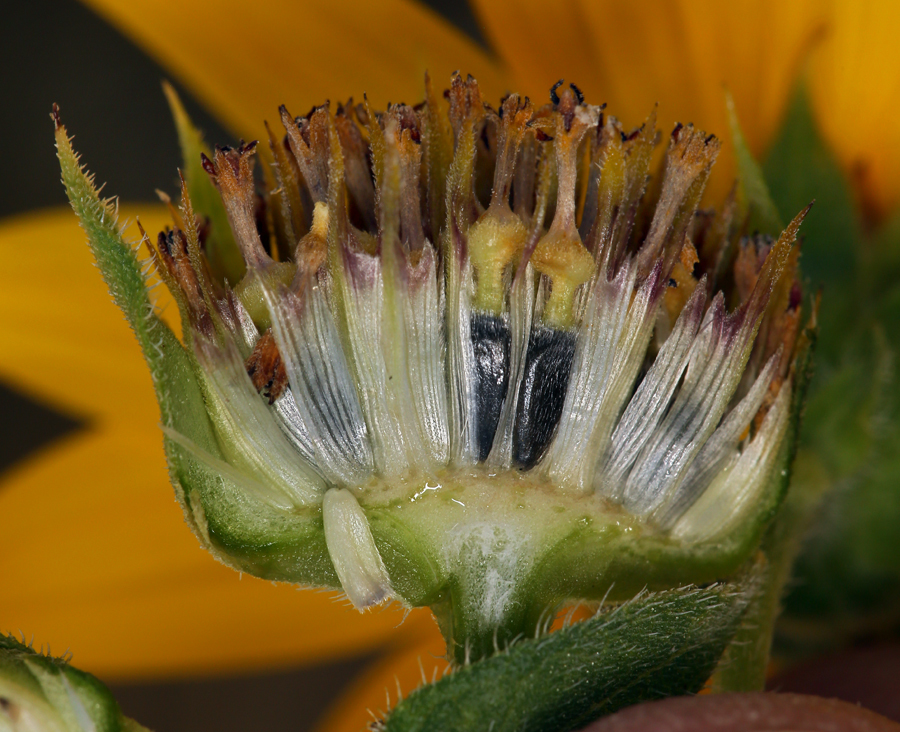 Image de tournesol