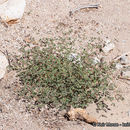 Image of Arizona sandmat