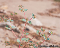 Слика од Euphorbia arizonica Engelm.