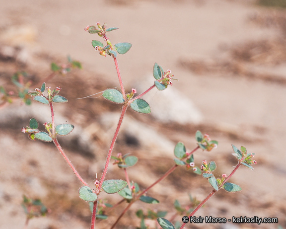 Слика од Euphorbia arizonica Engelm.