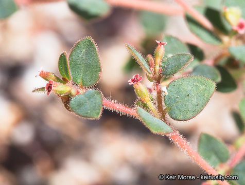 Euphorbia arizonica Engelm. resmi