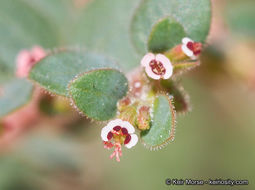 Слика од Euphorbia arizonica Engelm.