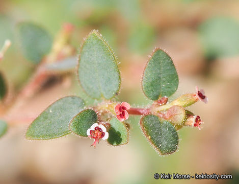 Euphorbia arizonica Engelm. resmi