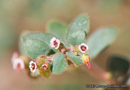 Слика од Euphorbia arizonica Engelm.