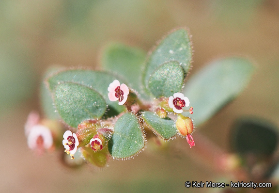 Слика од Euphorbia arizonica Engelm.