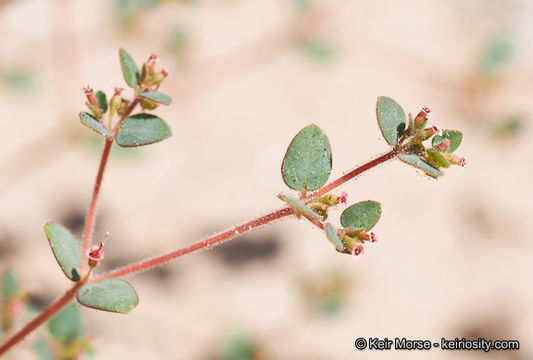 Euphorbia arizonica Engelm. resmi