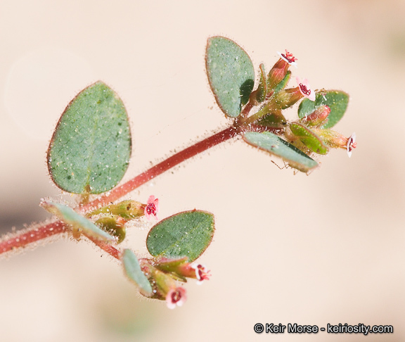 Слика од Euphorbia arizonica Engelm.