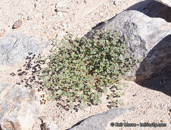 Слика од Euphorbia arizonica Engelm.