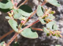 Слика од Euphorbia arizonica Engelm.