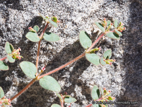 Слика од Euphorbia arizonica Engelm.