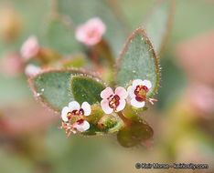 Слика од Euphorbia arizonica Engelm.