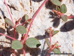 Слика од Euphorbia arizonica Engelm.