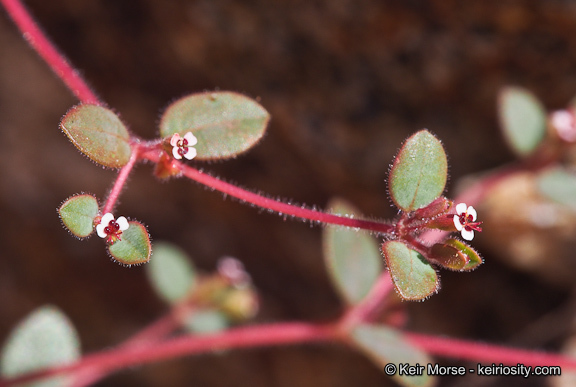 Слика од Euphorbia arizonica Engelm.