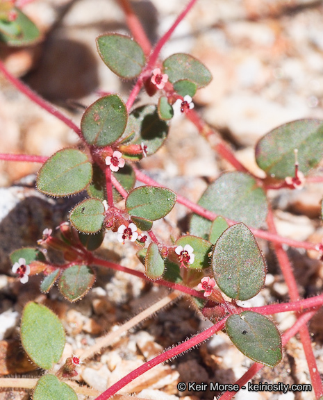 Слика од Euphorbia arizonica Engelm.