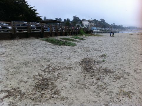 Image of <i>Crithmum maritimum</i>