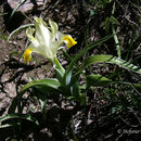 Image de Iris orchioides Carrière