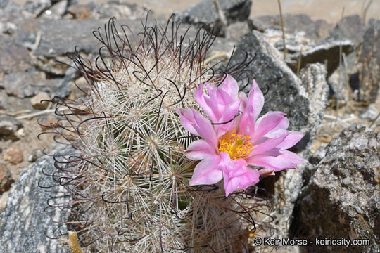 Image de Mammillaria tetrancistra Engelm.