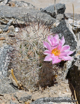 Image de Mammillaria tetrancistra Engelm.