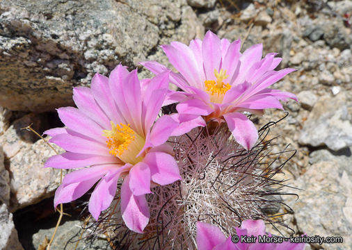 Image of Common Fishhook Cactus