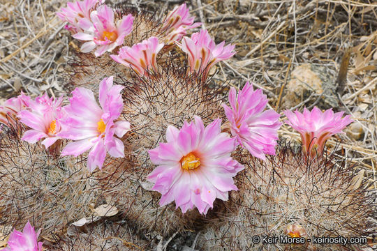 Image de Mammillaria tetrancistra Engelm.