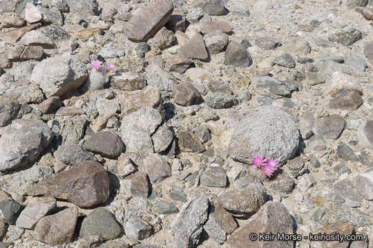 Image de Mammillaria tetrancistra Engelm.