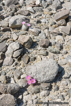 Image de Mammillaria tetrancistra Engelm.