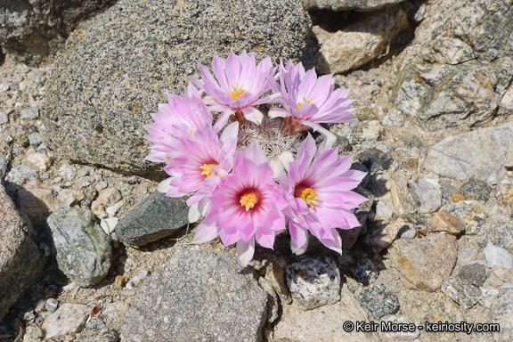 Image of Common Fishhook Cactus