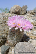 Image of Common Fishhook Cactus