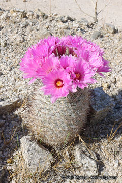 Image of Common Fishhook Cactus