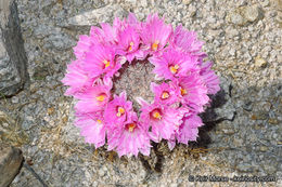 Image of Common Fishhook Cactus