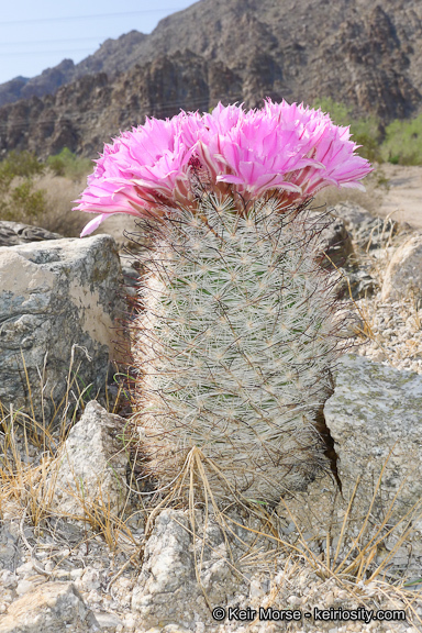 Image of Common Fishhook Cactus