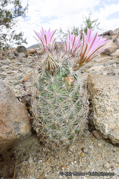 Image of Common Fishhook Cactus