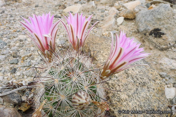 Image of Common Fishhook Cactus