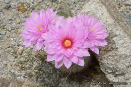 Image of Common Fishhook Cactus