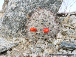 Image of Common Fishhook Cactus