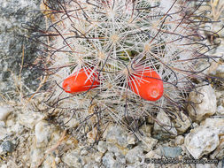 Image of Common Fishhook Cactus