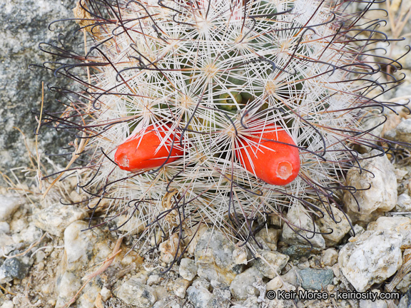 Image of Common Fishhook Cactus