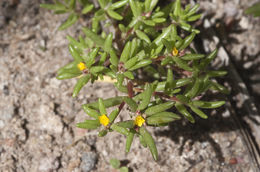 Image of silkcotton purslane