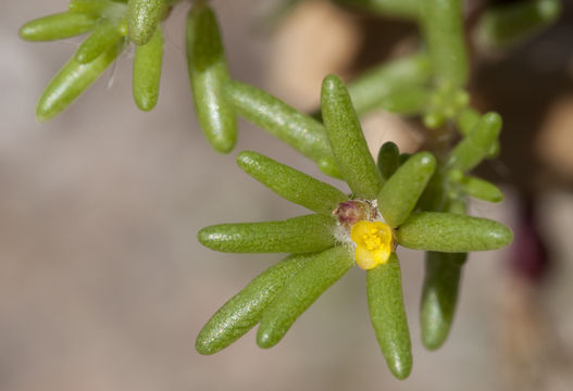 Image of silkcotton purslane