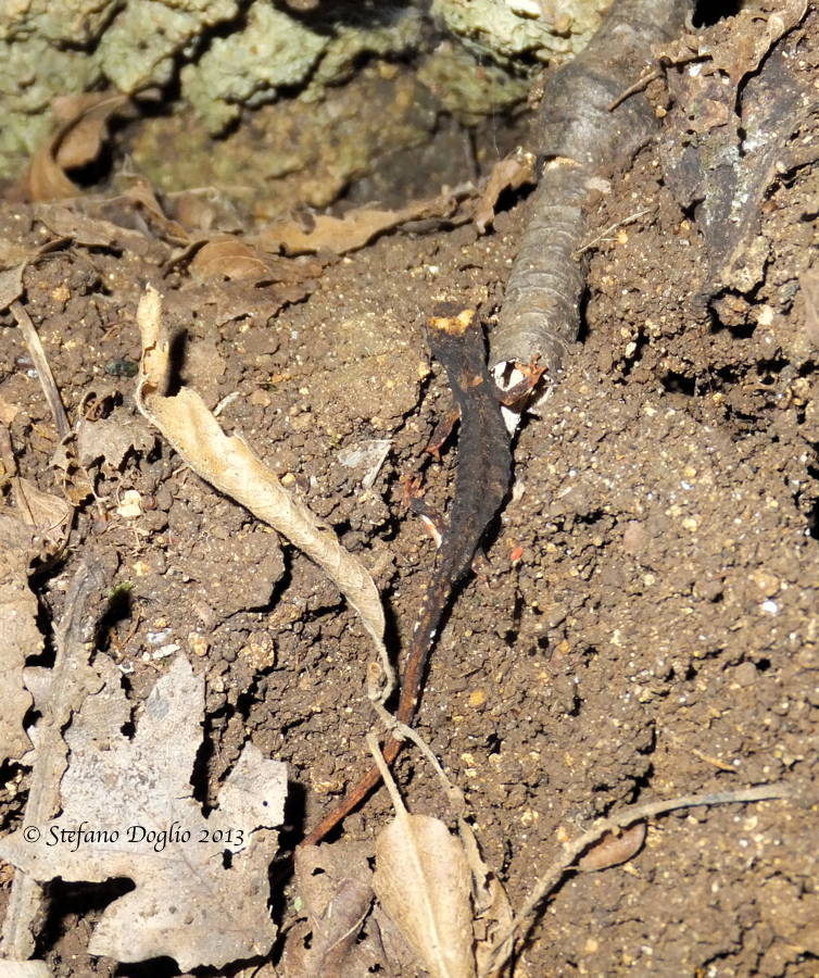 Image of Northern spectacled salamander