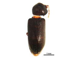 Image of Oligomerus